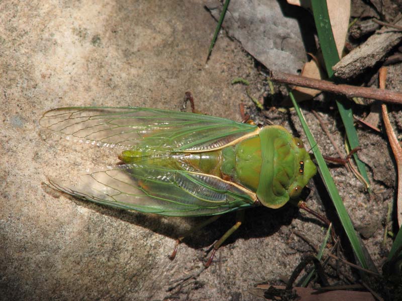 Cicada